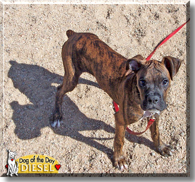 Diesel, the Dog of the Day