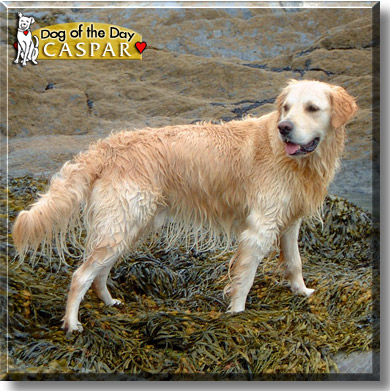 Caspar, the Dog of the Day