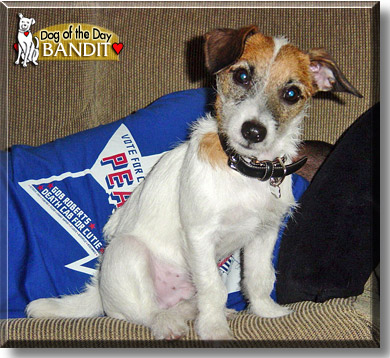 Bandit, the Dog of the Day