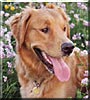 Cooper