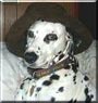 Dottie