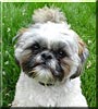 Toby