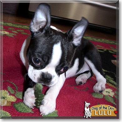 LuLu, the Dog of the Day