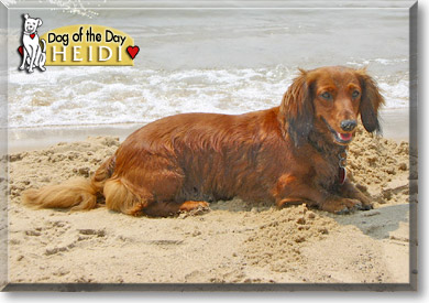 Heidi, the Dog of the Day