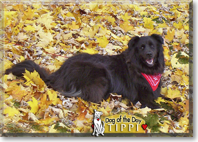 Tippi, the Dog of the Day