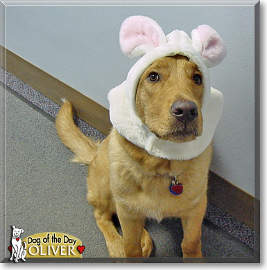 Oliver, the Dog of the Day