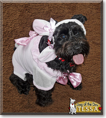 Tessa, the Dog of the Day