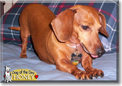 Honey, the Dog of the Day