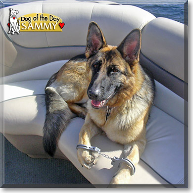 Sammy, the Dog of the Day