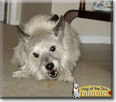 Puddin', the Dog of the Day