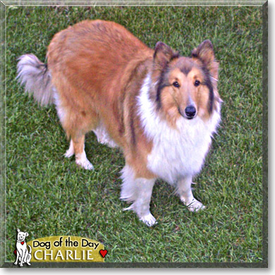 Charlie, the Dog of the Day