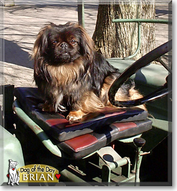 Brian, the Dog of the Day