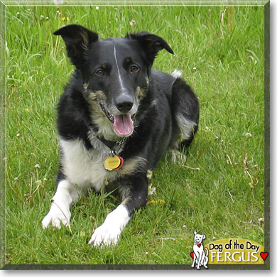 Fergus, the Dog of the Day