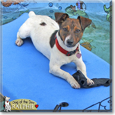 Ralphie, the Dog of the Day