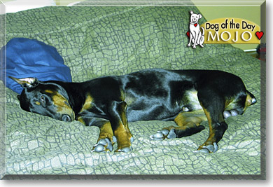 Mojo, the Dog of the Day