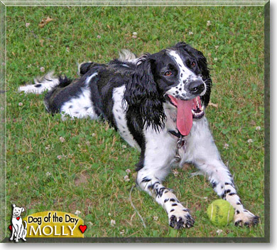 Molly, the Dog of the Day