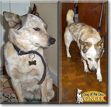 Ginger, the Dog of the Day
