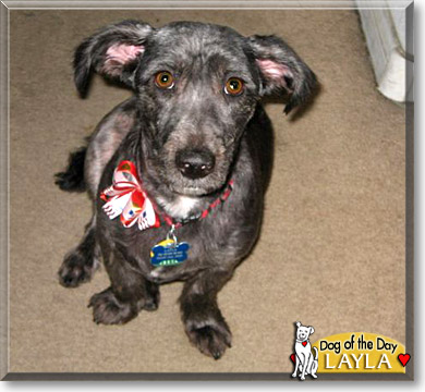 Layla, the Dog of the Day