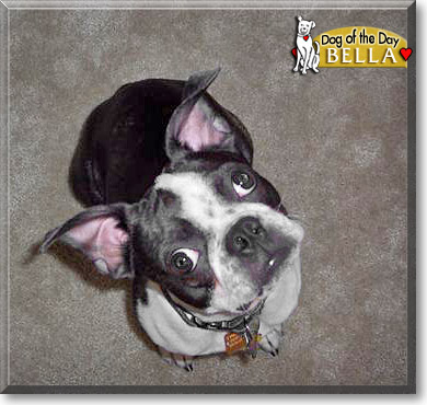 Bella, the Dog of the Day