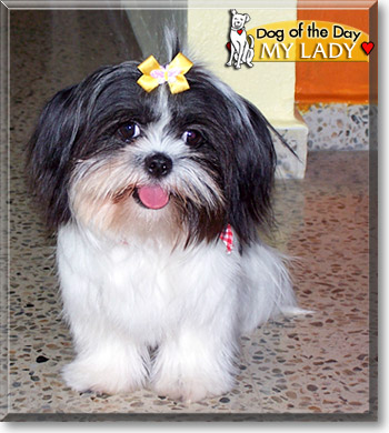 My Lady, the Dog of the Day