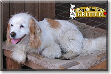 Britten, the Dog of the Day