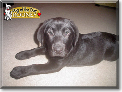 Rodney, the Dog of the Day