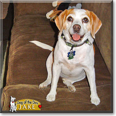 Jake, the Dog of the Day
