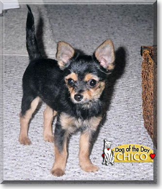 Chico, the Dog of the Day