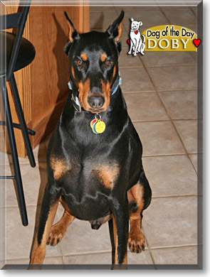 Doby, the Dog of the Day