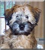 Gidget