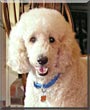 Toby
