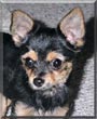 Chico
