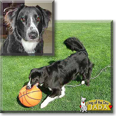 Jada, the Dog of the Day