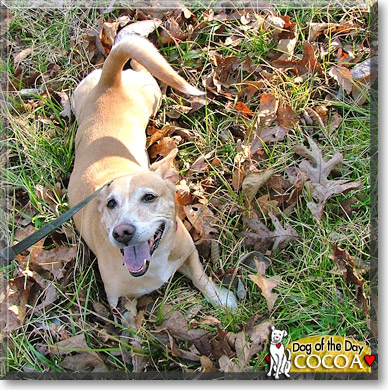 Cocoa, the Dog of the Day