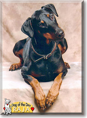 Raja, the Dog of the Day