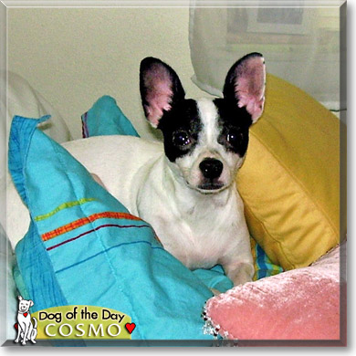 Cosmo, the Dog of the Day