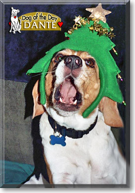 Dante, the Dog of the Day