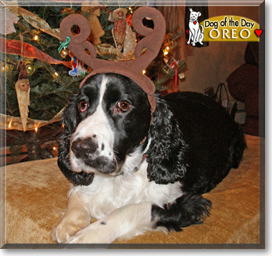 Oreo, the Dog of the Day