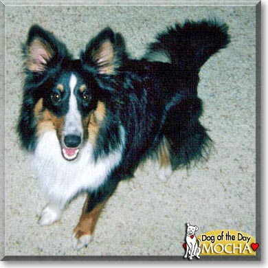 Mocha, the Dog of the Day