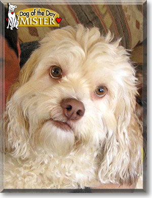 Mister, the Dog of the Day