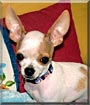 Rocco