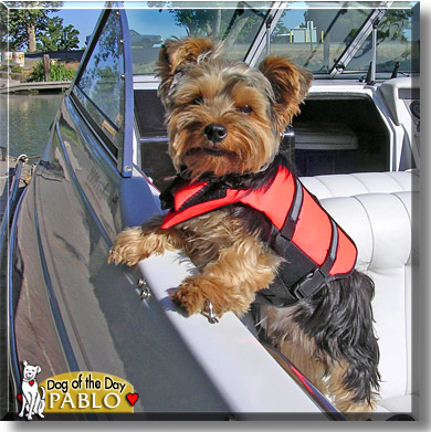 Pablo, the Dog of the Day