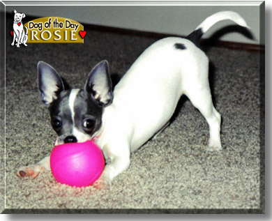 Rosie, the Dog of the Day