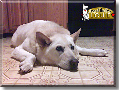 Louie, the Dog of the Day