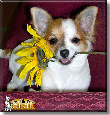 Chi Chi, the Dog of the Day