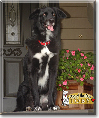 Toby, the Dog of the Day