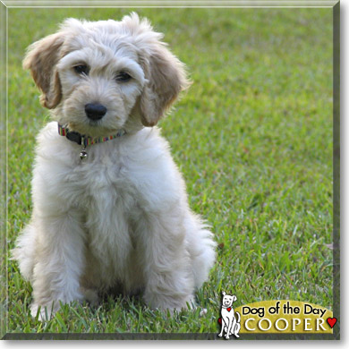 Cooper, the Dog of the Day