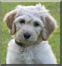Cooper