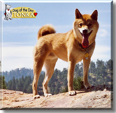 Tonka, the Dog of the Day