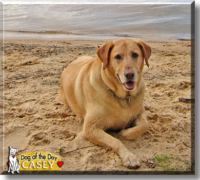 Casey, the Dog of the Day